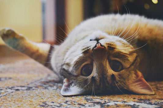 Do Cats Get Bored? 5 Signs Your Cat Needs More Playtime